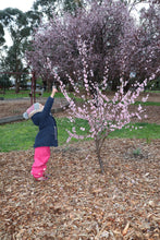 Load image into Gallery viewer, Puddle Pants Pink- Youth
